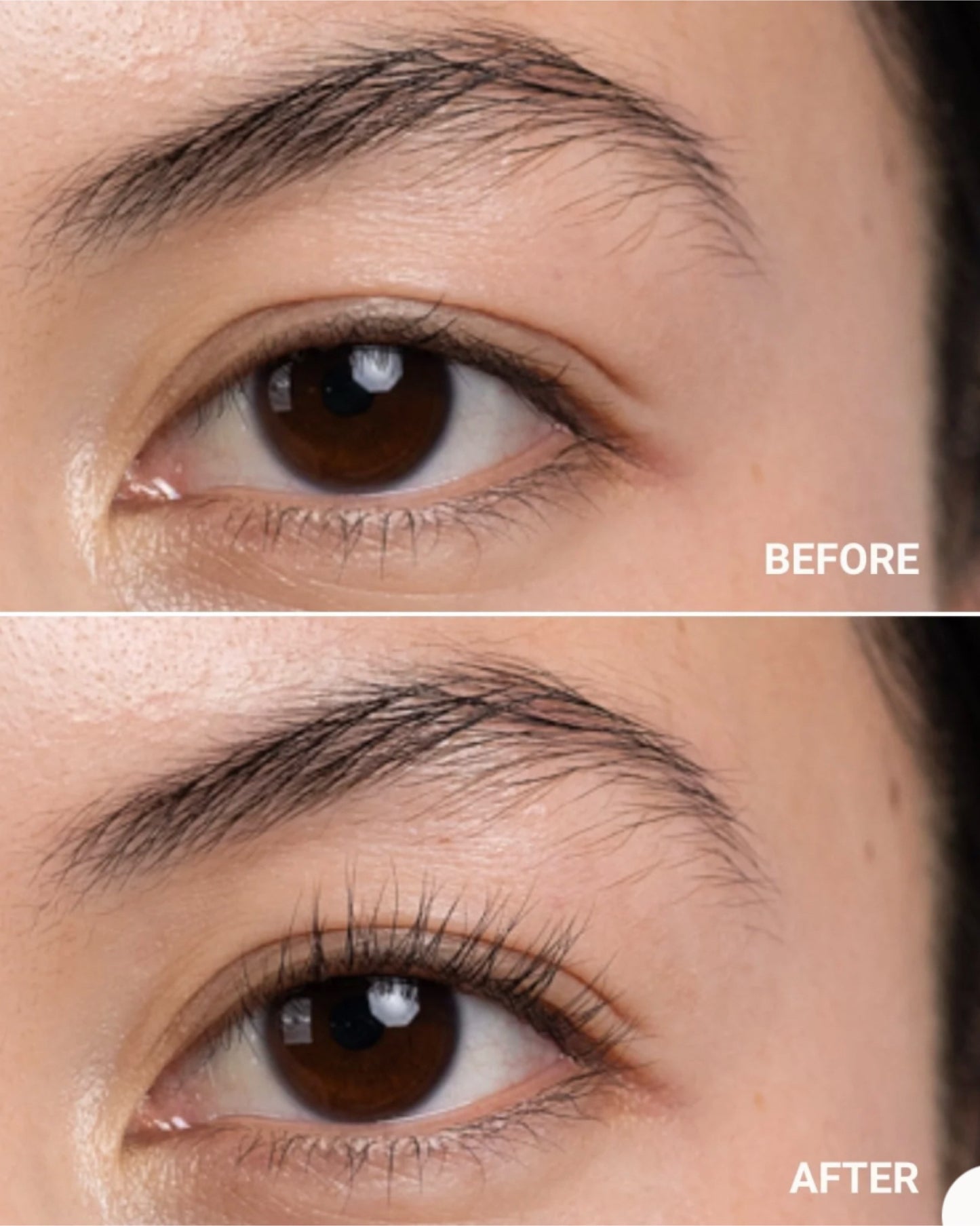 Eyelash Curler